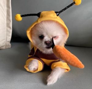 Dog Clothes Autumn Winter Puppy Cat Cat Pet Clothes Sweatshirt Bee Transformation Outfit