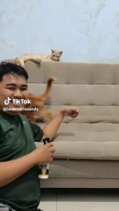 REMOV Spray Home Care Anti Tikus Semut Kecoa Dan Kucing Liar