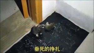 Local Seller Perangkap Tikus Mouse Trap Sticky Rat Glue Trap Mouse Glue Strong Mouse Catch Stickers Pelekat Tikus 粘鼠毯强力抓老鼠贴