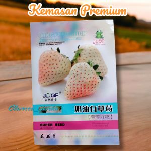 (KEMASAN PREMIUM) BIJI/BENIH STRAWBERRY  PUTIH (isi -+150 butir)