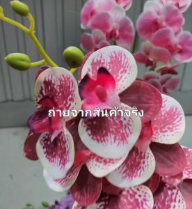 ส่งเร็ว ดอกกล้วยไม้ประดิษฐ์ ก้านยาวรวมดอก60cm และ ก้านยาว95cm ดอกทำจากยาง เกรดดีเยี่ยม สวยเหมือนจริงมาก