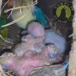 SEMPATI Alas Glodok Tatakan Dasar Sabut Serabut Kelapa Untuk Breeding Ternak Burung Lovebird Love Bird Kenari Murai Dll ALASG