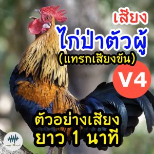 เสียงไก่ป่าตัวผู้ V.4 แทรกเสียงขันเป็นช่วง เมม/แฟลชไดร์ฟเสียงไก่ป่าตัวผู้ V.4 สำหรับชัดแจ๋ว 100% ไม่มีโฆษณาแทรกมีเก็บเงินปลายทาง (MP3เสียงต่อสัตว์)