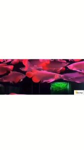 Ready Stock‼️ NIROX PRO RED AROWANA SUBMERSIBLE LAMP/LED DISPLAY LIGHT100cm 15W 60pcs RGB 20pcs outer 【龙鱼观赏神灯/鱼红水不红灯】