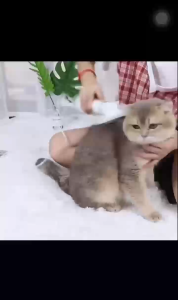 แปรงเป่าผมและผีสู้ไฟฟ้า 2 in 1 สำหรับสุนัขและแมว ปรับแต่งสไตล์ขน