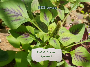 2000 Red & Green Spinach / Amaranth / batik bayam seeds (fr SG)