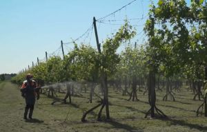 Shengyik EFCO 2 Stroke Knapsack Mist Sprayer Blower AT800 AT-800