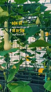 10 Ống thép bọc nhựa phi 16 dài 150 cm chính hãng Daim chuyên dùng làm giàn cho cây leo