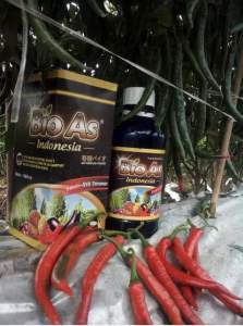 Bio As Pupuk Cair Termurah Vaksin Semua Tanaman Produk Ori PT BAF Jatim - Botol dan Kemasan - Tanaman Cabai