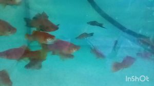 swordtail fish /red wag swordtail / 剑尾鱼  4-5cm
