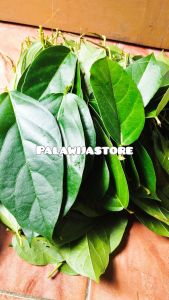 Daun cincau segar cincau hijau cincau perdu 500 gram petik langsung