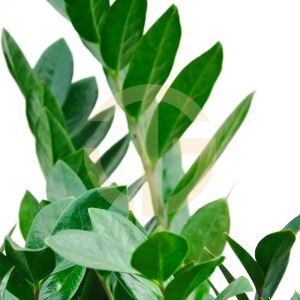 【REAL PIC INSIDE】Zamioculcas Zamiifolia Green Plant 金钱树 - ZZ Plant