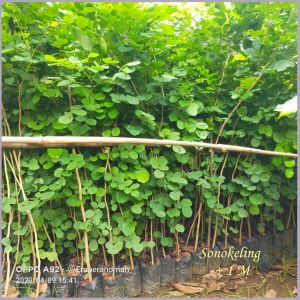 Bibit Tanaman Pohon Sonokeling Satu Meteran Spesial