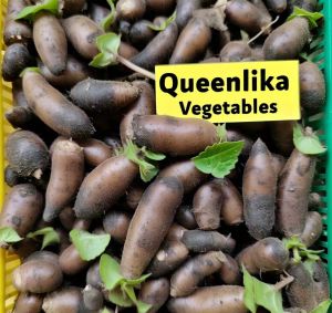 kentang klici kentang hitam fresh murah 1 kg makanan tradisional