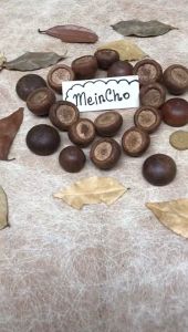 (100gr/20 biji) Biji Oak Buah Oak Indonesia Biji Pasang Properti Foto Dekorasi Rustik