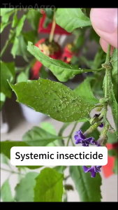 imidacloprid insecticide(70%) 100g Insecticide Pest Control Safe No Residue systemic insecticide