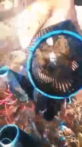 ตูมดักกู้ฝอย 350บาท สำหรับ 10 ลูก ขนาด 35cm X 13cm จำนวน 350 ลูก