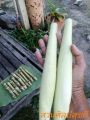 อ้อยไข่ อ้อยไข่ปลา ของแท้ 100 % (ท่อนพันธุ์)​  อ้อยกินดอก  ตัดสดท่อนละ 2-3 ข้อตา พืชทนแล้ง ของแท้ 100% ของมันต้องมี  รสชาติกินอร่อย. 