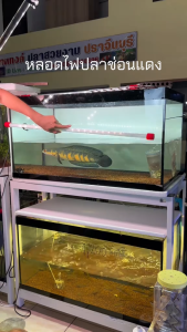 Neo Helios Solar Color Booster Aquarium Light Led Waterproof Enhances Fish Color More Beautiful