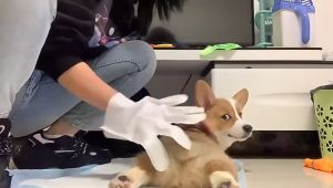 Po&Co 6Pcs/Pack Pet Disposable Cleaning Massage Gloves Antibacterial No-wash Gloves for Cats Dogs Dry Cleaning Gloves Wipes