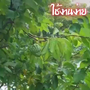 ถุงห่อผลไม้ 100ชิ้น ขนาด 20x30 ซม ห่อผลไม้ สามารถนำกลับมาใช้ได้อีก ถุงตาข่ายกันแมลง ถุงห่อมะม่วง ถุงห่อผลไม้กันแมลง ผ้าสปันบอนด์ ถุงห่อฝรั่ง ถุงตาข่ายไนล่อน