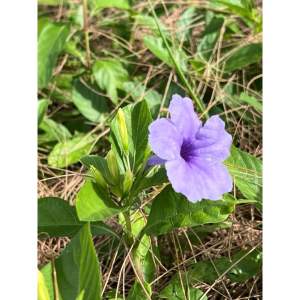 (ส่งไวค่ะ)💜เมล็ดต้อยติ่ง💜เม็ดเปาะแปะ💜 บรรจุ50ฝัก ของเล่นวัยเด็ก ของเล่นโบราณยุค90 - Sensory Play by KT