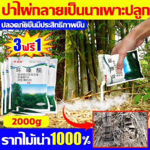 💥ป่าไผ่กลาย เป็นนาเพาะปลูก การฉีดยาฆ่าต้น ไม่ต้องผงกำจัด ยาฆ่าไม้ไผ่ สามารถกมูลชนิดได้ทุกสายพันธุ์ ใช้ไม่ปัจจุบัน ยาฆ่ากอไผ่ กำจัดวัชพืช ต้นไม้ และไผ่ทุกชนิด ไม่ทำลายดิน ผงกำจัดกอไผ่ ผงกำจัดต้นไผ่ สำหรับการกำจัดกอไผ่ �