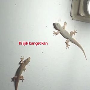 pengusir cicak spray anti cicak produk ORIGINAL DOTAL