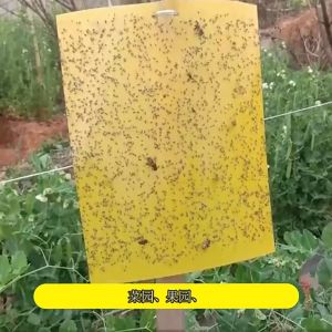 Pelekat Serangga Double-Sides Yellow Sticky Trap Flies Trap Insect Stick Trap Perangkap Lalat Kuning Sticker 双面粘虫板
