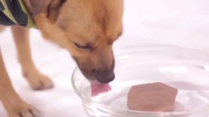 Kalampa - ก้อนสมุนไพรแช่น้ำดื่ม สำหรับสัตว์เลี้ยง และชุดส่วนที่ใช้งานสุนัข ช่วยลดกลิ่นปากสุนัข ลดการรักษาสุนัข สำหรับบุคคลช่วยกระทำกินน้ำมากขึ้น