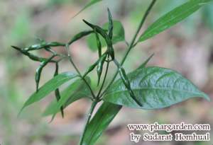 ต้นพันธุ์พริกนายพรานพร้อมปลูกในถุงดำ4“