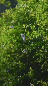 Secret Garden Gardenia Collection Eau De Parfum 50ml EDP Floral Wanita Wangi Soft Elegan Tahan Lama Minyak Wangi