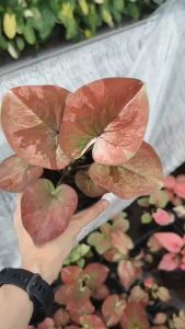 ศรีคุณปลื้ม บอนสี Caladium