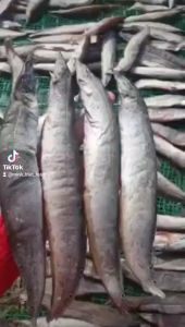 1kg KHÔ CÁ CHẠCH ĐỒNG Thơm Siêu Béo Hương Vị Đậm Đà 200gr 500gr KHÔ CÁ CHẠCH ĐỒNG