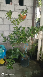 Cây chúc 18 trịu. Cây đẹp khỏe. Cây chiết đang có nhiều trái nhỏ