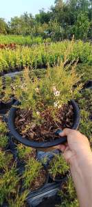 #น้องมานูก้าขาวละมุน #น่ารัก #ออกดอกตลอดปี เลี้ยงง่ายสุดสำหรับบ้านเรา  🌸📌📌  ต้น #มานูก้า #ดอกขาวละมุนน    #มานูก้า #ต้นสวย #ออกดอกทั้งปี  #ส่งพร้อมกระถาง      #ต้นมานูก้า(#Manuka) #ต้นไม้Rare Items หายาก ดอกสวย น่ารัก     ต้นมานููก้าเป็นไม้พุุ่มเตี้ยที