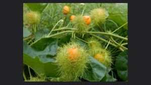 Lạc Tiên (chùm bao  nhãn lồng ) 1 ký hàng loại 1 chất lượng cao giúp an thần  ngủ sâu giấc tâm hồn thư thái  yêu đời.