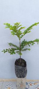 ต้นล่ำซำ หรือ ต้นหูหนู มีชื่อวิทยาศาสตร์ว่า Diospyros buxifolia (Blume) ถุงขนาด3×7ลำต้น30ซ.ม