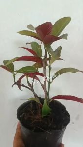 Chậu đơn lá đỏ  -Vườn Minh Khương