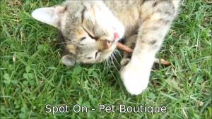 Catnip Stick Kucing Snack Kucing Kayu Catmint Cemilan Mainan Kucing Natural