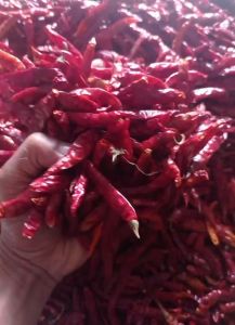 MURAH ( 1kg ) CABE RAWIT CABE CAPLAK TEJA KERING KUALITAS SUPER PEDAS TANPA TANGKAI