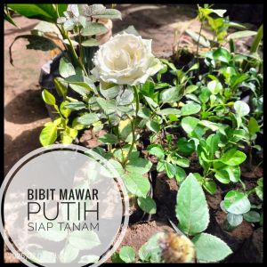Bibit Mawar Putih Berbunga Siap Tanam