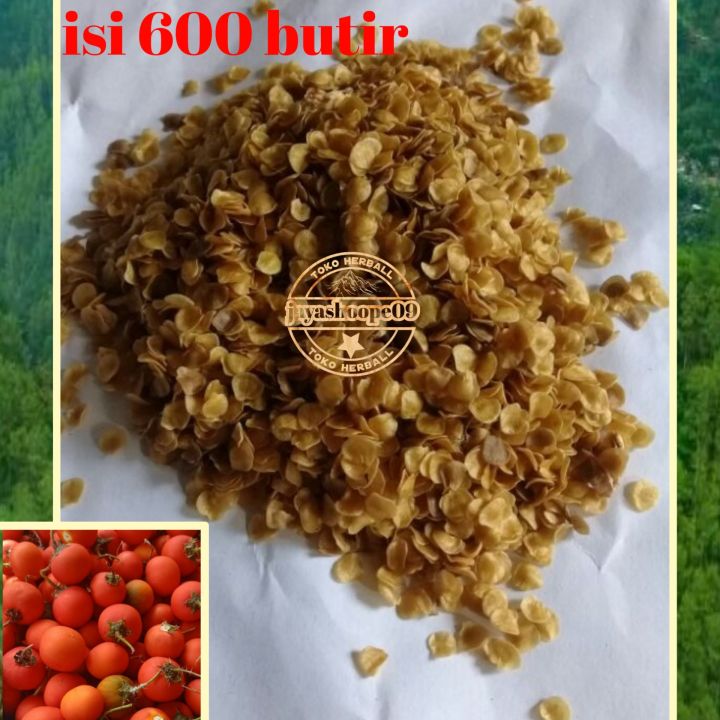 benih biji terong pari (per 600.biji) terong duri terong hutan benih terong biji terong / biji terong obat sakit gigi