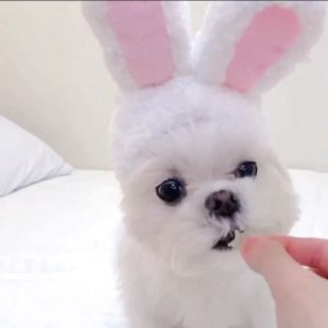 Pet Christmas Hat Pet Hood Cat Hood Pet Dog Hat Cat Cute Hood Pet Dress Up Accessories