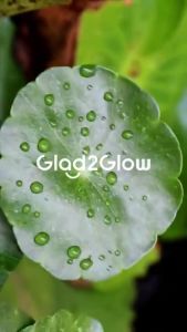 Glad2Glow Centella Salicylic Acid Acne Gel Cleanser 70 Ml