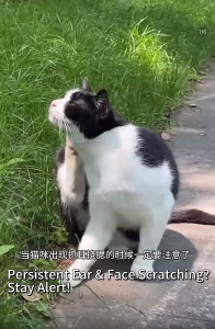 Local Stock Pet Deworming Internal External Deworming Cat Dog Good Palatability 猫狗通用体内外一体驱虫适口性好 COD