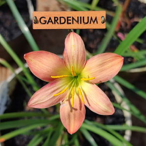 Umbi Bunga Rain Lily Batik - Rainlily Zephyranthes Hybrid