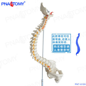 Pnatomy New Arrival Human Spine Model Human Body 1:1 Spine Model Human Skeleton Model Flexible