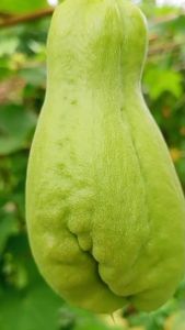 ฟักแม้ว มะระหวาน