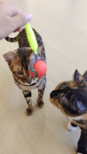Speedy Sprint Ball Toy for Cat Type-C Rechargeable Interactive Cats Toys - Red
